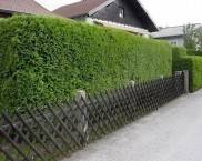 Hedge veșnic verde, cu creștere rapidă