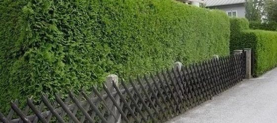 Жива ограда брзорастућа зимзелена трајница