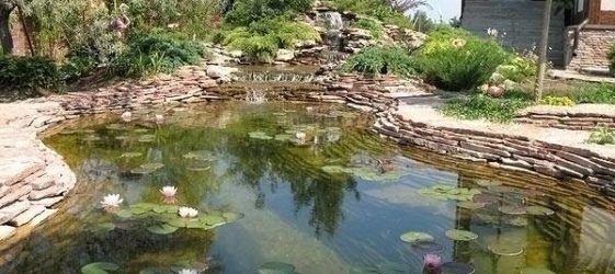 DIY fish pond