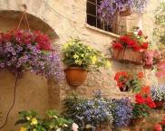 цветни лехи в двора на частна къща: снимка