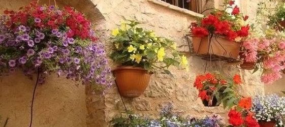 flower beds in the courtyard of a private house: photo