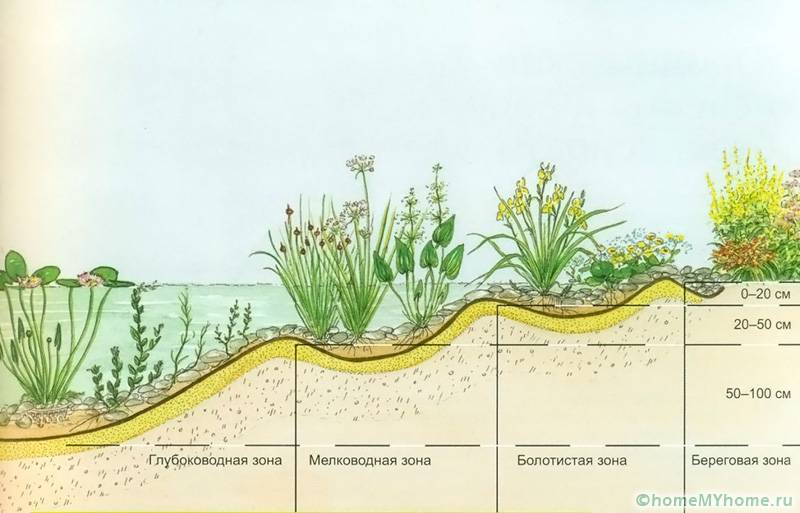 Водните растения се засаждат на различни дълбочини в зависимост от вида