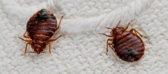 Remedies for bedbugs in the apartment, the most effective