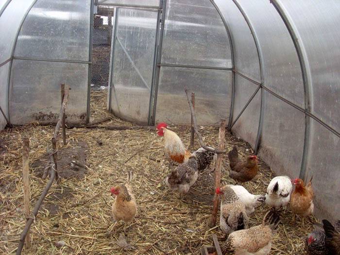 Отглеждане на кокошки в оранжерия през зимата