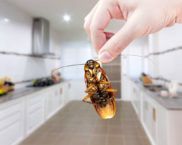 Как да се отървем от хлебарки в апартамент завинаги