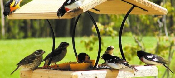 How to make a bird feeder with your own hands