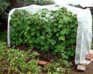 Do-it-yourself greenhouse for cucumbers: photo