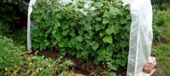 Gjør-det-selv drivhus for agurker: bilde