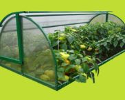 Greenhouse Breadbasket