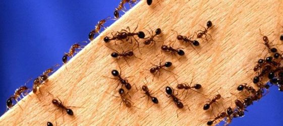 كيف تتخلصين من النمل في منزلك