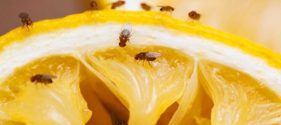 How to get rid of midges in the kitchen