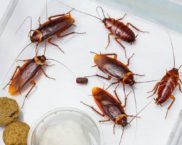 Най-ефективните лекарства за хлебарки в апартамента