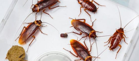 Najskuteczniejsze środki na karaluchy w mieszkaniu