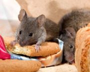 Jak se zbavit myší v bytě a soukromém domě
