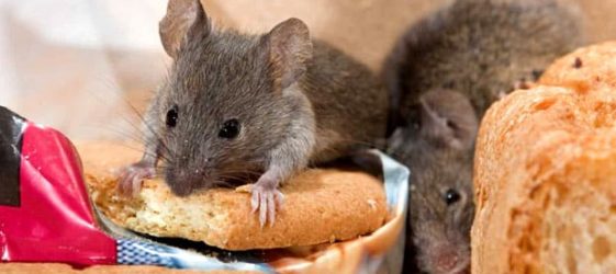 Jak se zbavit myší v bytě a soukromém domě